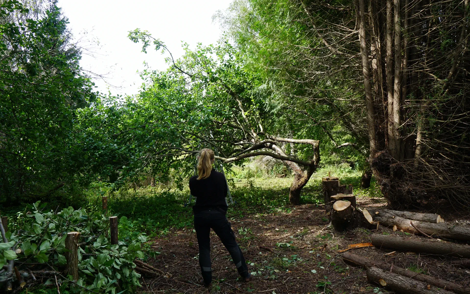 Petra stands with her back to the camera. She looks at one of the apple trees she has pruned.
