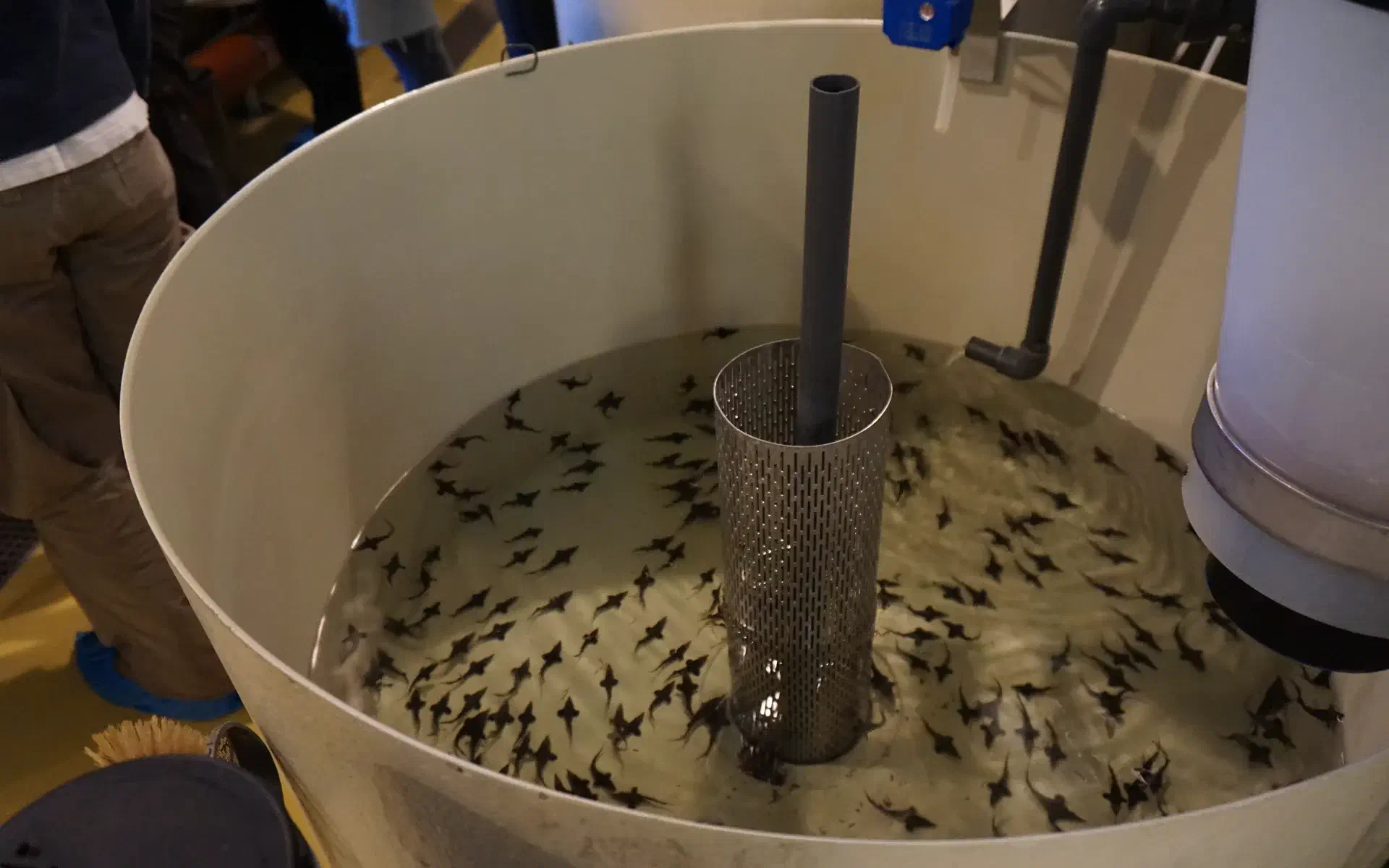 A look into a tank full of young sturgeons. They are still very small.