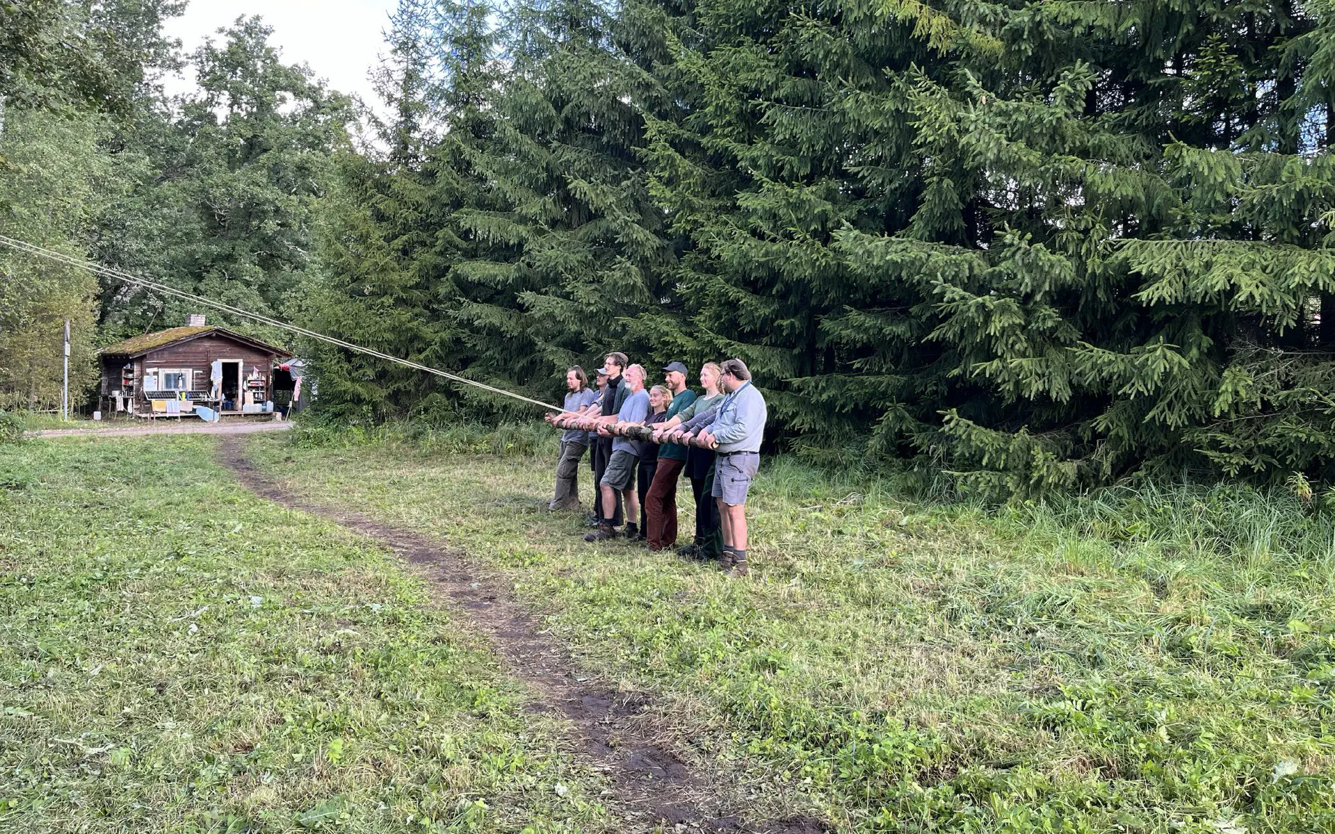 Wir ziehen mit vielen Leuten an einem Seil, das an einer Thuja befestigt ist. Diese wird gerade gefällt und soll in die richtige Richtung fallen