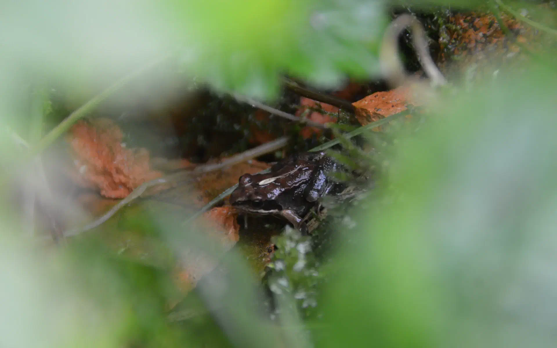 Im Laub versteckt sitzt ein Grasfrosch.