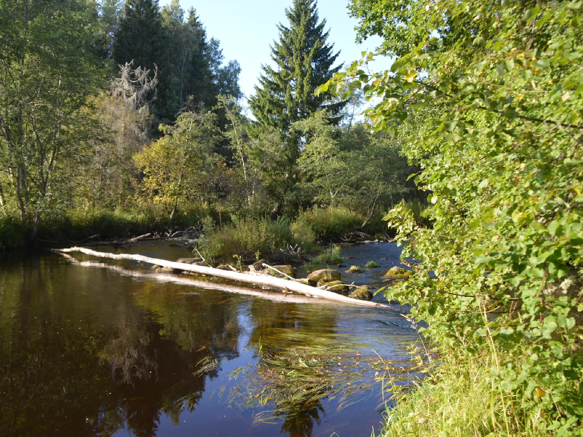 Blick auf den Fluss Kunda im Abendlicht. Ein Baumstamm, der quer im Wasser liegt, wird von der Sonne angestrahlt.