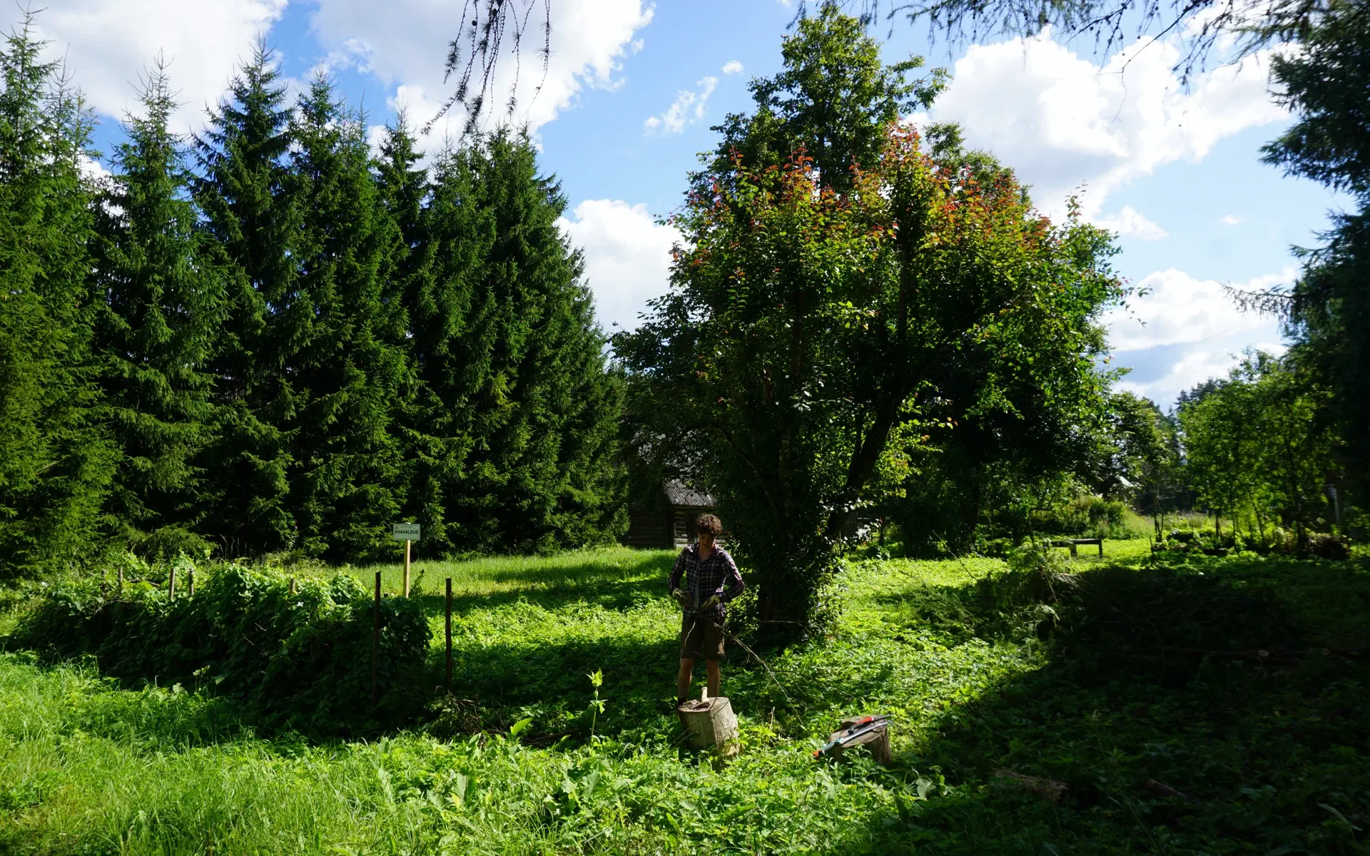 Lola prepares a deadwood hedge