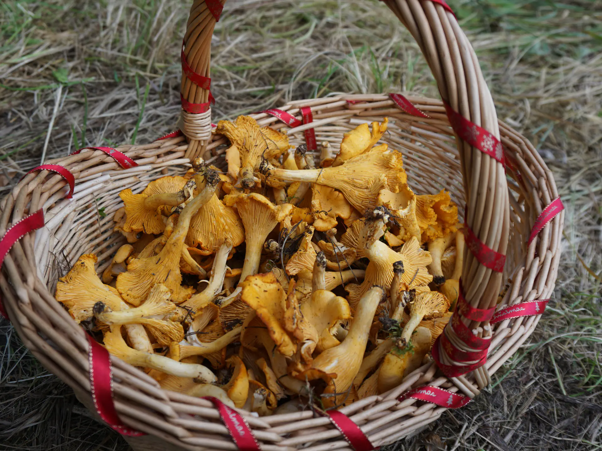 A woven basket full of chanterelles, decorated with red ribbon