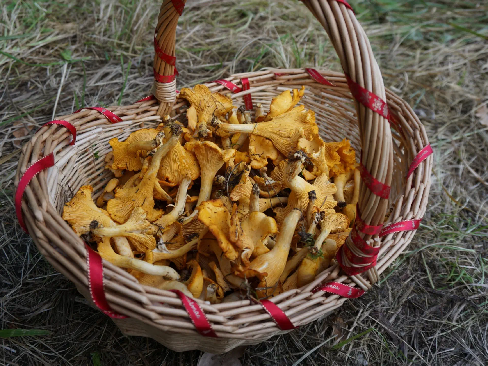 A woven basket full of chanterelles, decorated with red ribbon