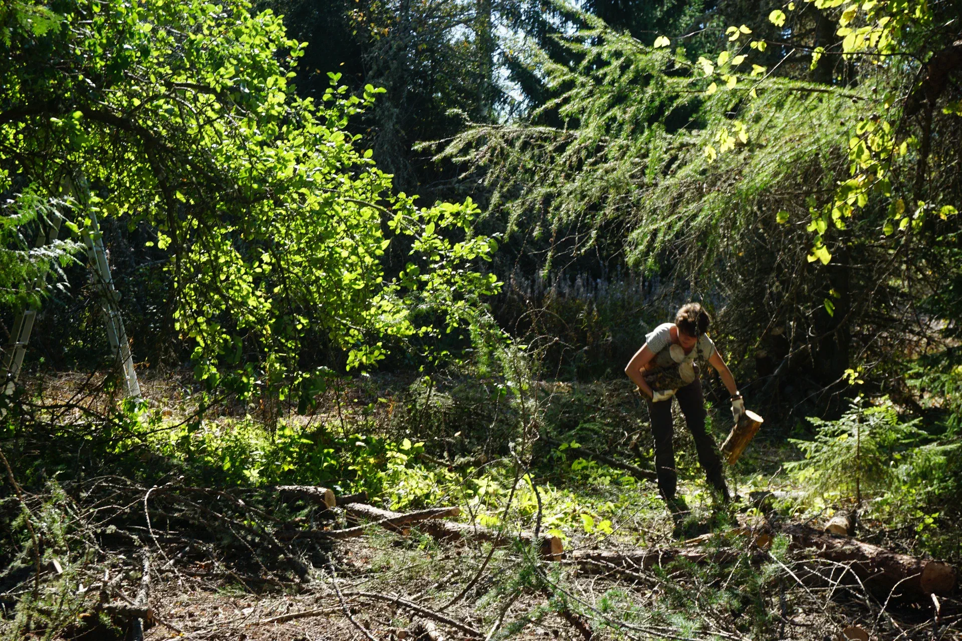 Lola clears away a felled conifer tree