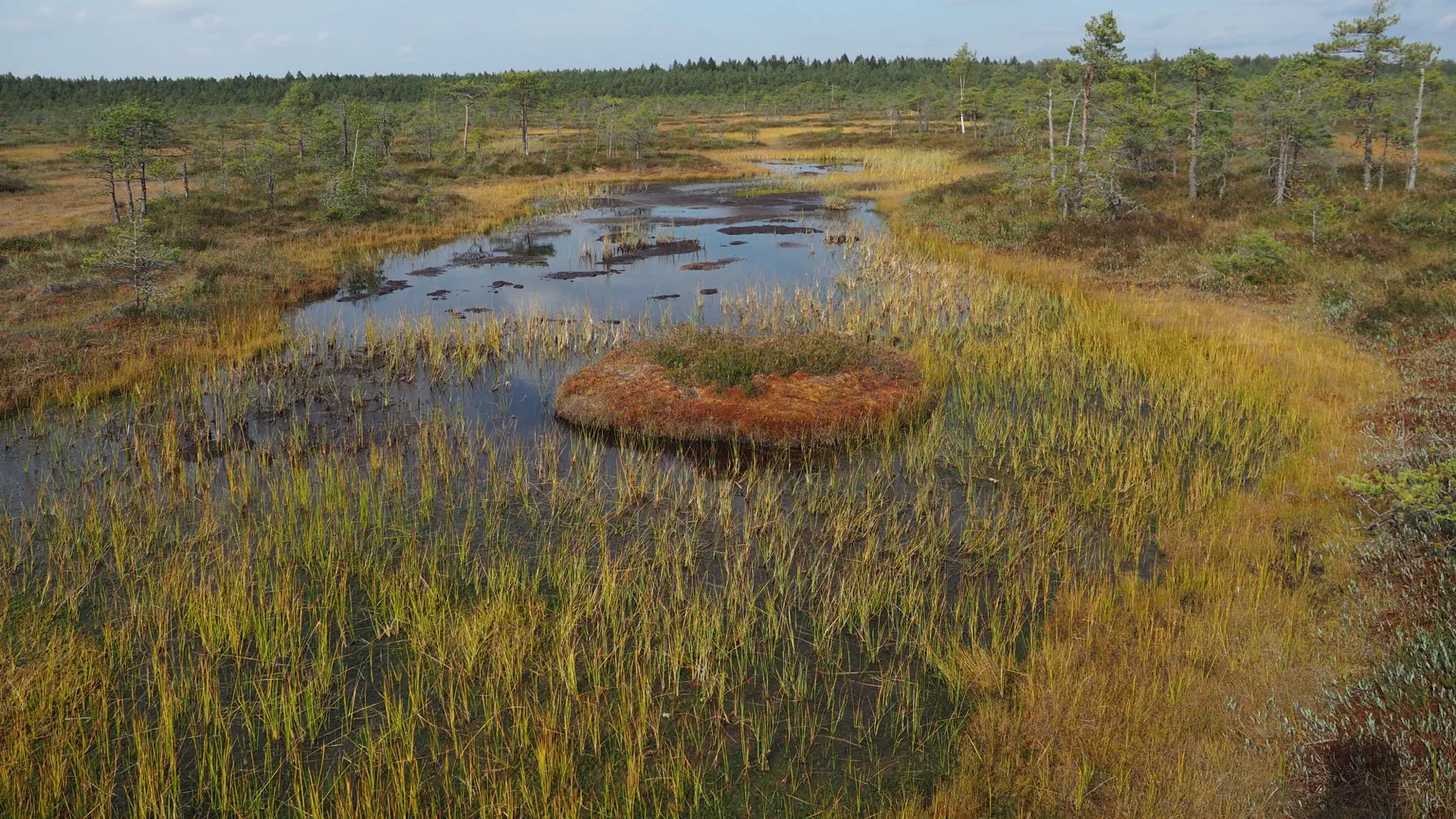 Wetland