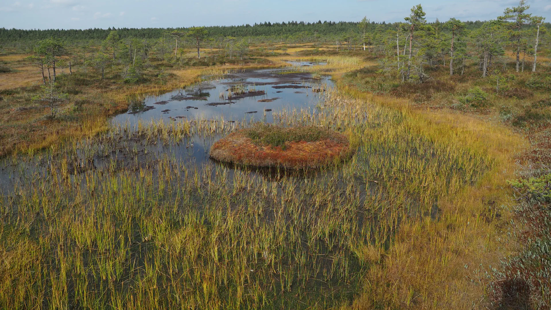 Wetland