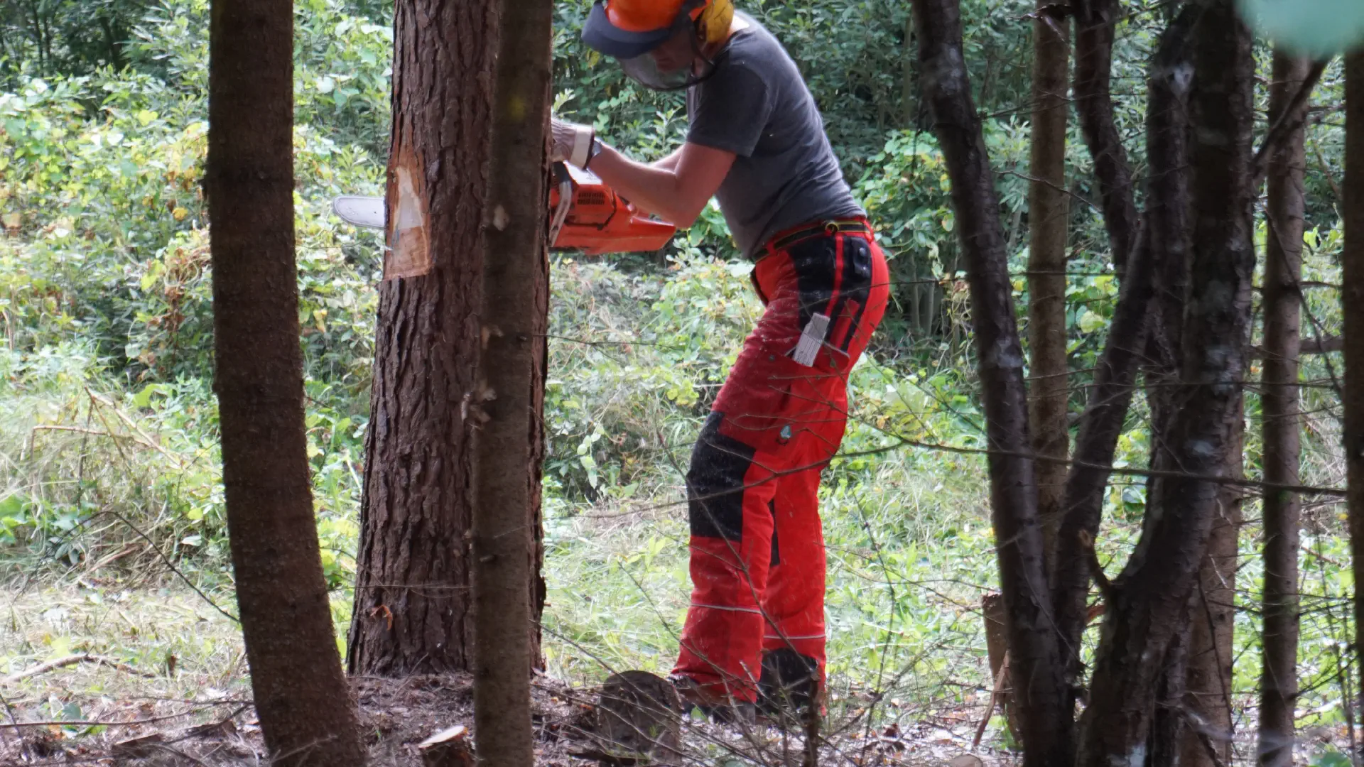 Lola prepares the felling of a pine tree