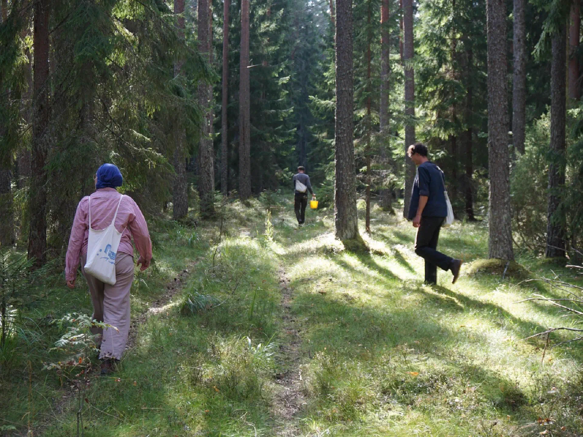 Anne, Lukas and Klaas walk through the grassy coniferous forest. Oblique incidence of light from above.