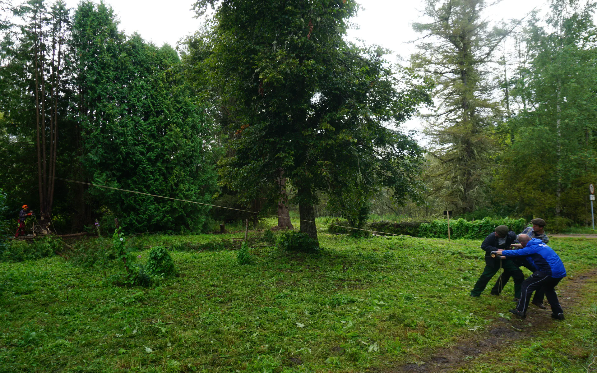 Lola fällt mit der Kettensäge eine Thuja. Klaas, Stefan und Jonas ziehen sie mit einem Seil in die richtige Fallrichtung