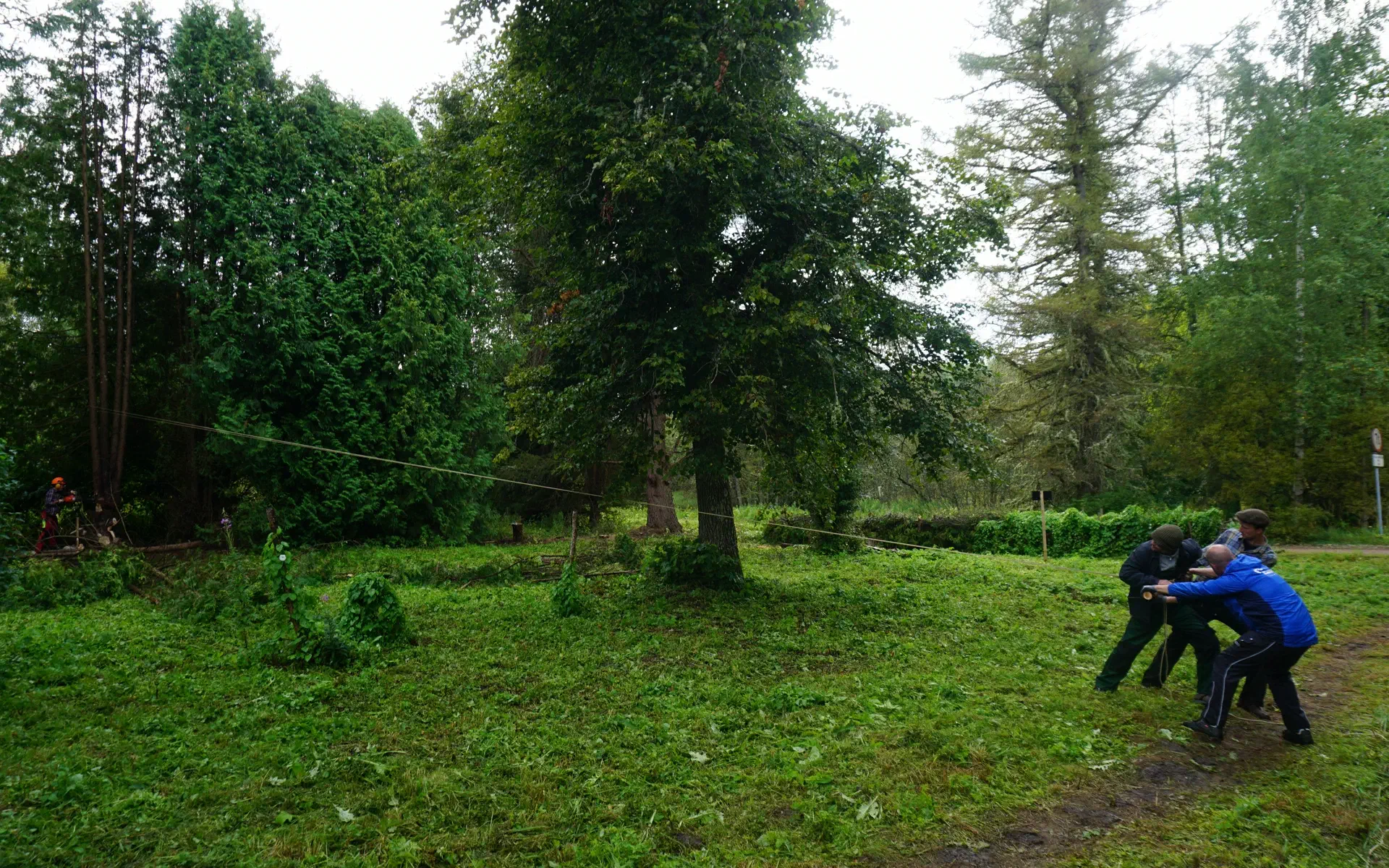 Lola cuts down a thuja tree with a chainsaw. Klaas, Stefan, and Jonas pull it in the right direction with a rope.