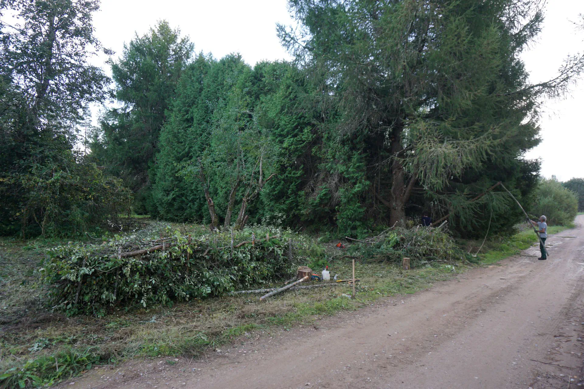 Rüdiger beschneidet eine alte Lärche, eine Totholzhecke im Vordergrund