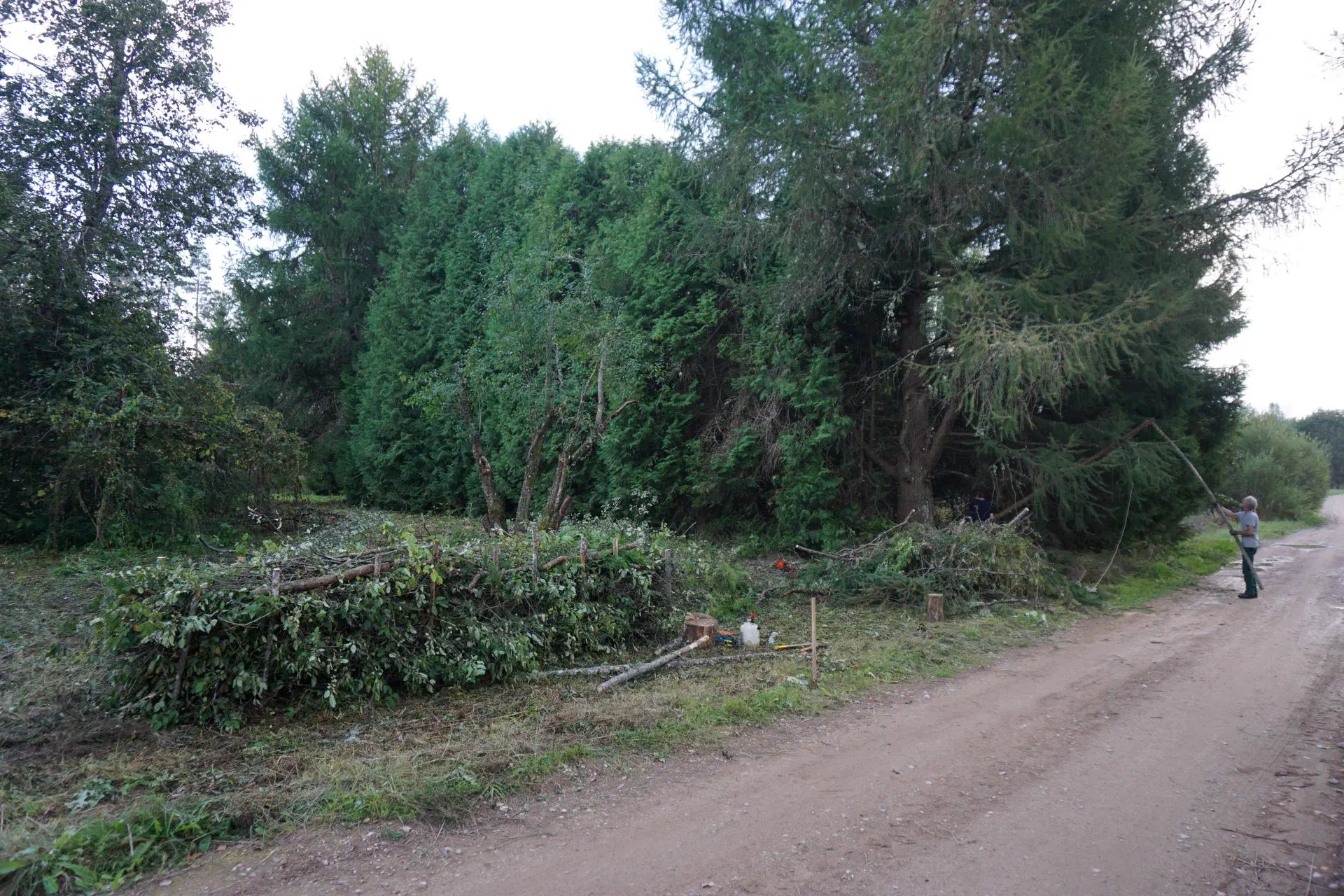 Rüdiger pruning an old larch, a deadwood hedge in the foreground