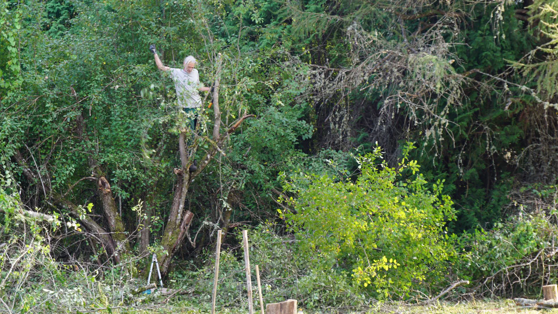 Rüdiger beschneidet kletternd einen alten Apfelbaum