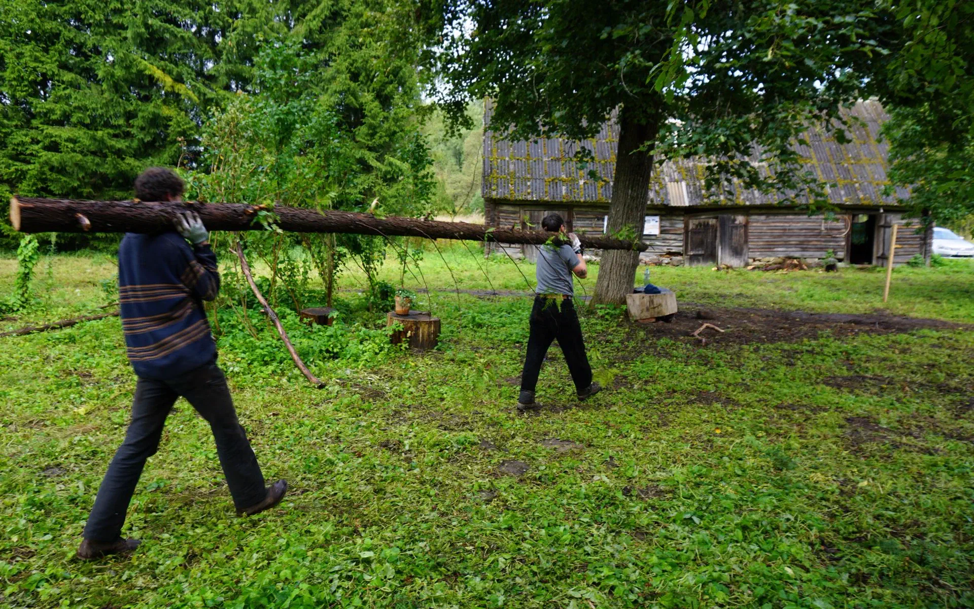 Lukas and Janne are carrying a thuja trunk.