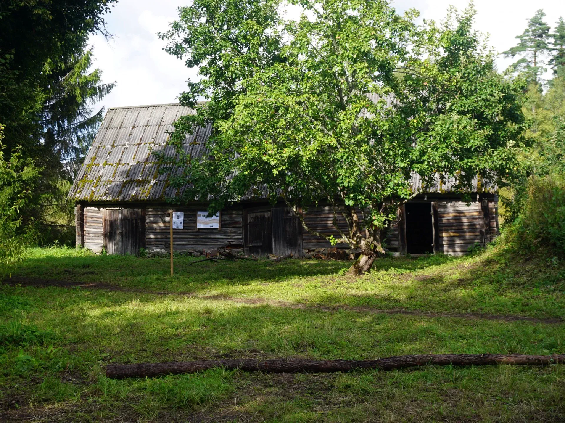 A side view of the barn in the sunshine. The apple tree stands in the foreground.