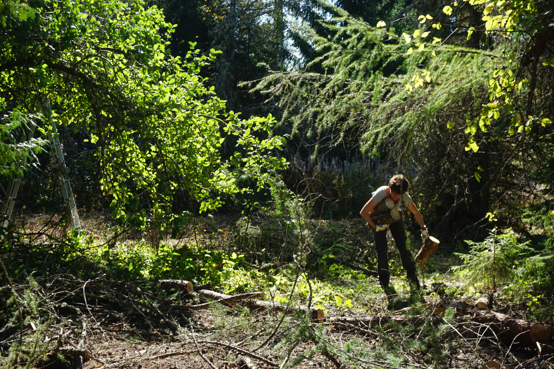 Lola clears away a felled conifer tree