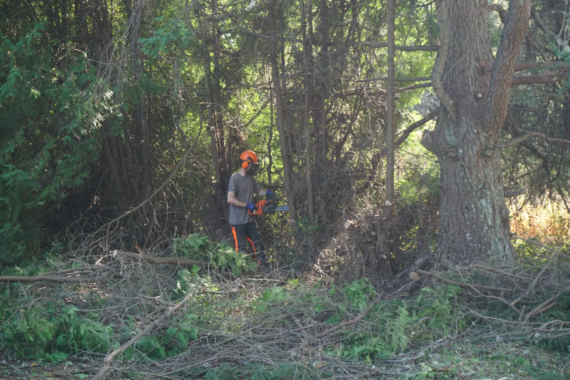 Lionel cuts away the spruce trees with a chainsaw and protective clothing