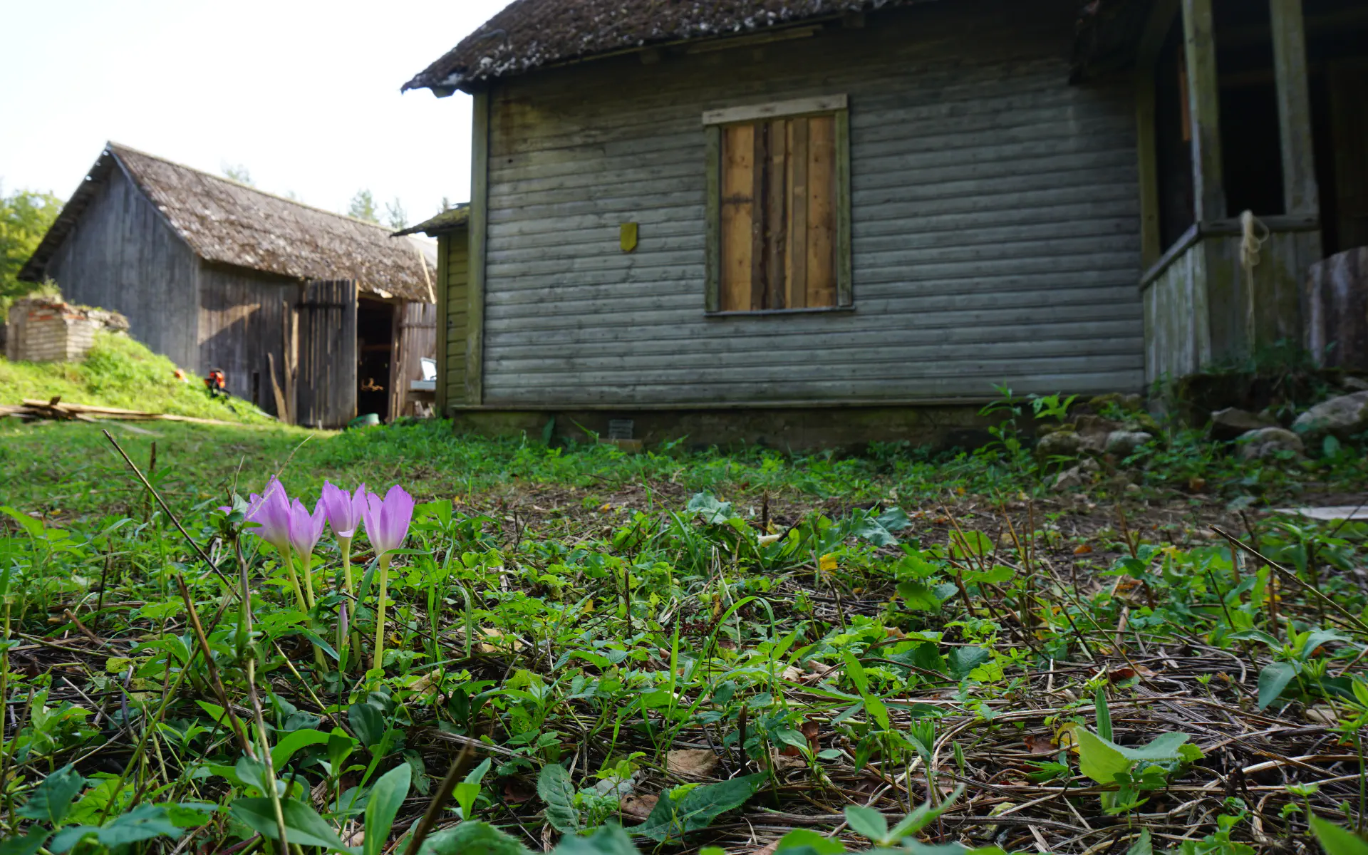 Purple autumn crocuses bloom in front of the house