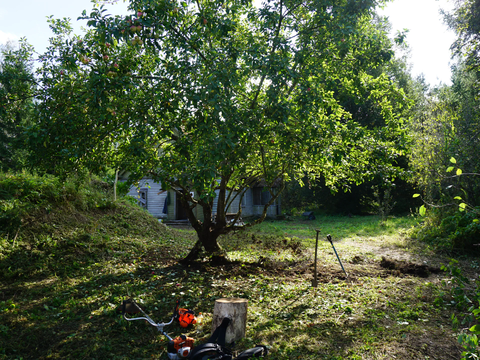The apple tree that Rüdiger cut free