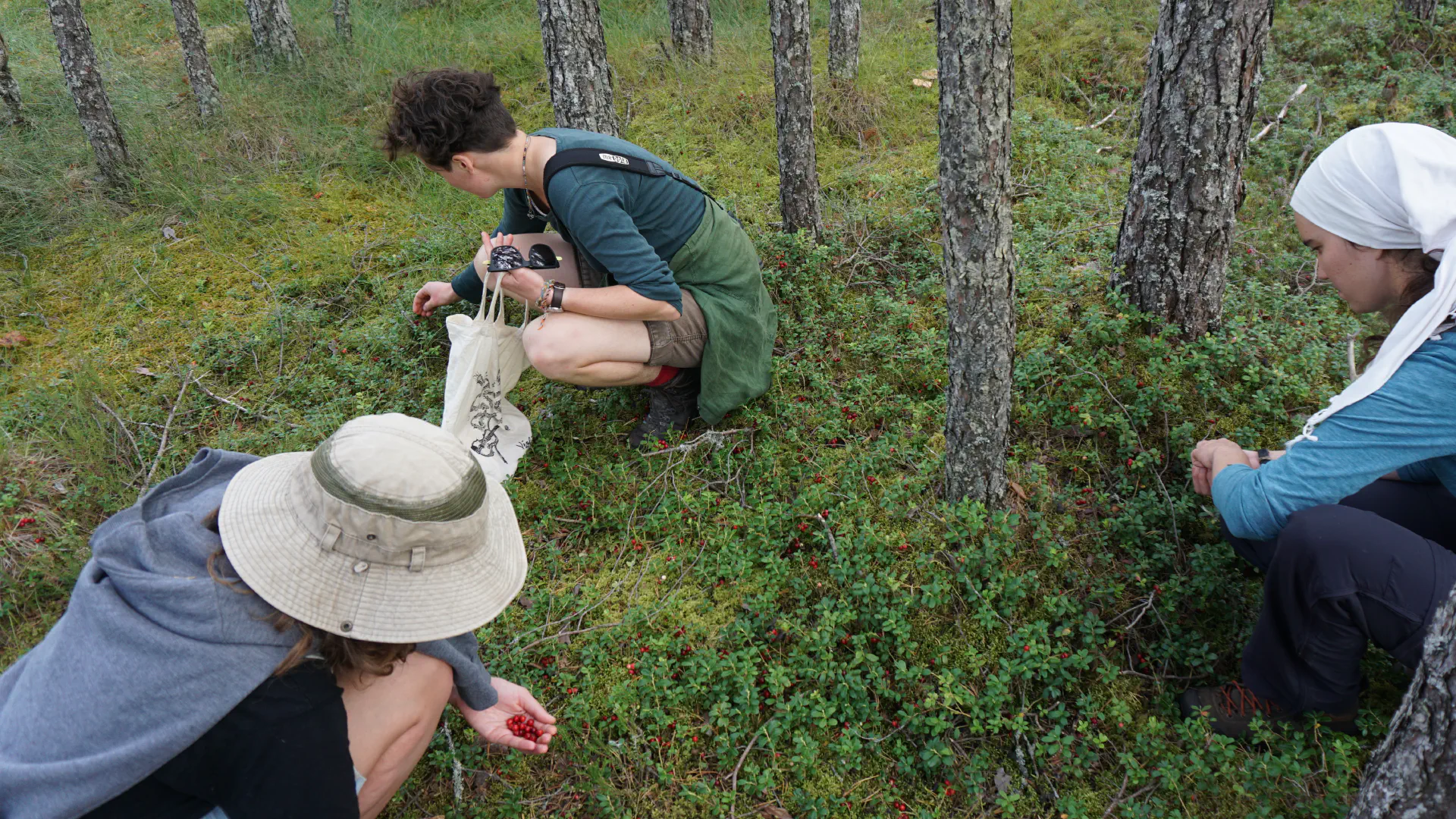 Lola, Anna and Luise pluck some cranberries