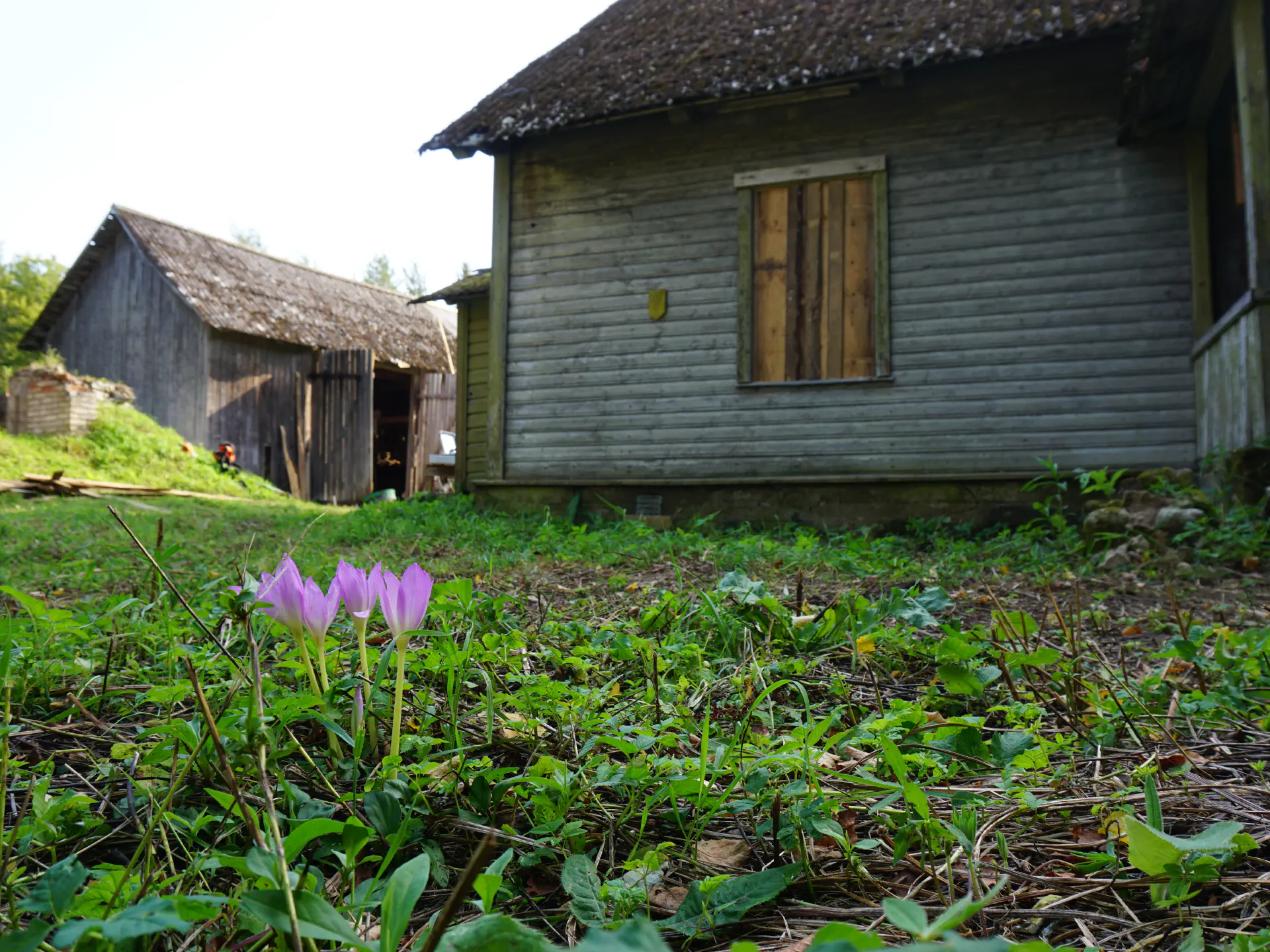 4 violette Herbstzeitlose, dahinter Haus und Scheune